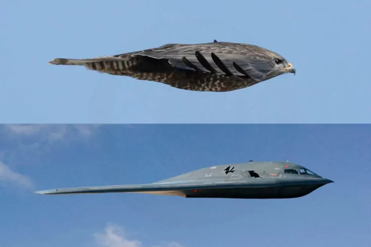 B-2-by-morther-nature-comparison